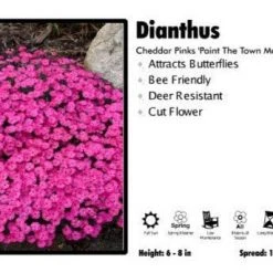 Pandy's Garden Center Dianthus ‘Paint The Town Magenta’ Cheddar Pinks Perennials