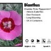 Pandy's Garden Center Dianthus ‘Peppermint Star’ Cheddar Pinks