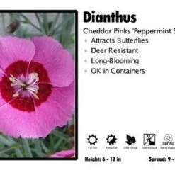 Pandy's Garden Center Dianthus ‘Peppermint Star’ Cheddar Pinks