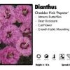 Pandy's Garden Center Dianthus ‘Pop Star’ Cheddar Pinks