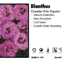Pandy's Garden Center Dianthus ‘Pop Star’ Cheddar Pinks