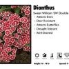 Pandy's Garden Center Dianthus ‘SW Double Mix' Sweet William