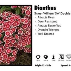 Pandy's Garden Center Dianthus ‘SW Double Mix' Sweet William