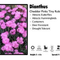 Pandy's Garden Center Dianthus ‘Tiny Rubies’ Cheddar Pink