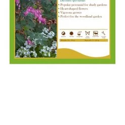 Pandy's Garden Center Perennials Dicentra Spectabilis - Bleeding Heart