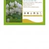 Pandy's Garden Center Perennials Dicentra Spectaculars 'alba' Bleeding Heart White