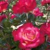 Weeks Roses Rose - Dick Clark Grandiflora Cream Cherry Red Nursery