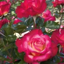 Weeks Roses Rose - Dick Clark Grandiflora Cream Cherry Red Nursery