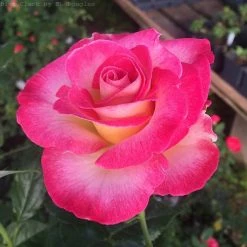 Weeks Roses Rose - Dick Clark Grandiflora Cream Cherry Red Nursery