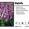 Pandy's Garden Center Digitalis ‘Pink Panther’ Foxglove