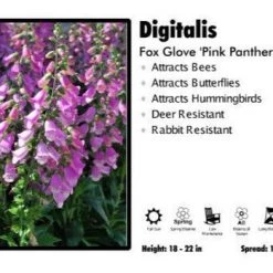 Pandy's Garden Center Digitalis ‘Pink Panther’ Foxglove