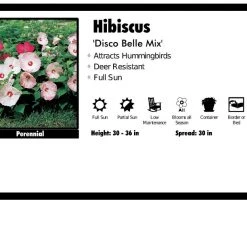 Pandy's Garden Center Hibiscus 'Disco Belle Mix'