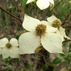 Pandy's Garden Center Dogwood Korean White Nursery 5 Pandy's Garden Center Dogwood Korean White Nursery