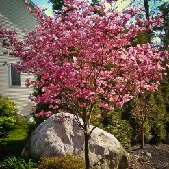 Walker Nursery Dogwood - Cherokee Brave Red