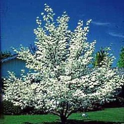 Walker Nursery Dogwood - Cherokee Princess