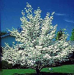 Walker Nursery Dogwood - Cherokee Princess 3 Walker Nursery Dogwood - Cherokee Princess