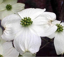 Walker Nursery Dogwood - Cherokee Princess 4 Walker Nursery Dogwood - Cherokee Princess