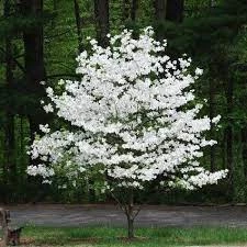 Walker Nursery Dogwood - White Flowering Cloud Nine 3 Walker Nursery Dogwood - White Flowering Cloud Nine