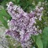 Pandy's Garden Center Donald Wyman Purple Lilac 24/30"