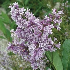 Pandy's Garden Center Donald Wyman Purple Lilac 24/30"