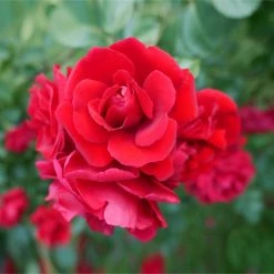 Weeks Roses Nursery Rose - Don Juan Climber Deep Velvety Red