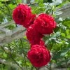 Weeks Roses Nursery Rose - Don Juan Climber Deep Velvety Red 2 Weeks Roses Nursery Rose - Don Juan Climber Deep Velvety Red