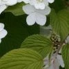 Pandy's Garden Center Viburnum Shasta Doublefile E7 ! Nursery