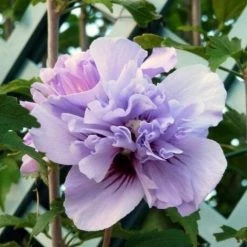 Walker Rose Of Sharon - Double Lavender Althea 5 Walker Rose Of Sharon - Double Lavender Althea