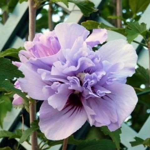Walker Rose Of Sharon - Double Lavender Althea 4 Walker Rose Of Sharon - Double Lavender Althea