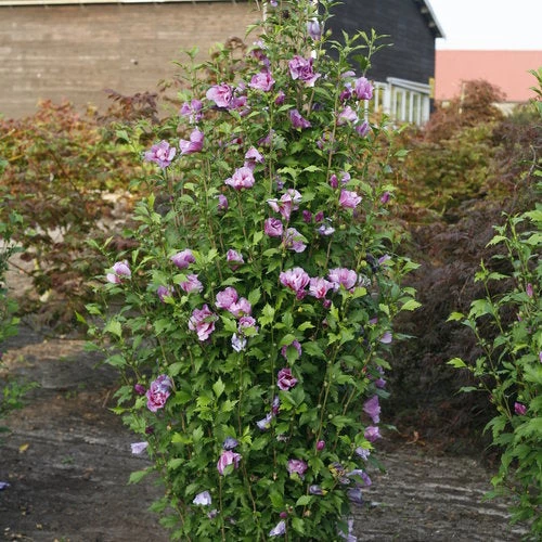 Walker Rose Of Sharon - Double Lavender Althea 3 Walker Rose Of Sharon - Double Lavender Althea