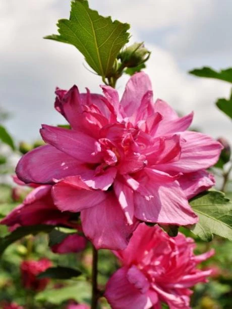 Walker Nursery Rose Of Sharon - Double Red Althea 4 Walker Nursery Rose Of Sharon - Double Red Althea