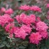 Pandy's Garden Center Nursery Rose - Pink Knockout
