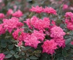 Pandy's Garden Center Nursery Rose - Pink Knockout