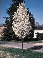 Pandy's Garden Center Pear Redspire Flowering Nursery