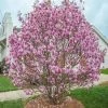 Pandy's Garden Center Magnolia Jane Deep Pink / Red