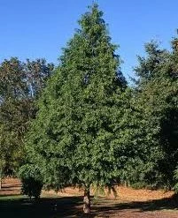 Pandy's Garden Center Redwood Dawn