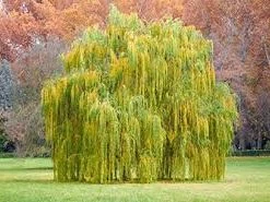Pandy's Garden Center Nursery Willow Green Weeping