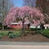 Pandy's Garden Center Nursery Cherry Weeping Double Pink Extraordinaire 2 Pandy's Garden Center Nursery Cherry Weeping Double Pink Extraordinaire