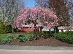 Pandy's Garden Center Nursery Cherry Weeping Double Pink Extraordinaire