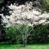 Pandy's Garden Center Serviceberry - Shadblow