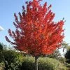 Pandy's Garden Center Nursery Maple - Red Point