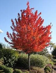 Pandy's Garden Center Nursery Maple - Red Point