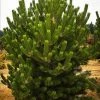 Pandy's Garden Center Nursery Pine Austrian Oregon Green