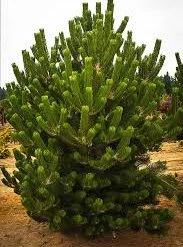 Pandy's Garden Center Nursery Pine Austrian Oregon Green