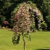 Pandy's Garden Center Nursery Weeping Snowbell- Marleys Pink