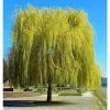Walker Nursery Willow Niobe Golden Weeping