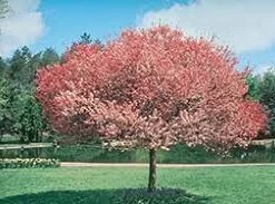 Pandy's Garden Center Crab- Coral Burst Dbl Rose