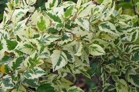 Pandy's Garden Center Birch Shiloh Splash River 4 Pandy's Garden Center Birch Shiloh Splash River