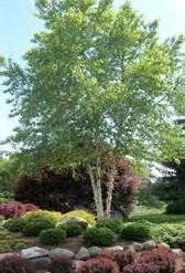 Pandy's Garden Center Birch Shiloh Splash River