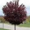 Pandy's Garden Center Choke Cherry Canada Red